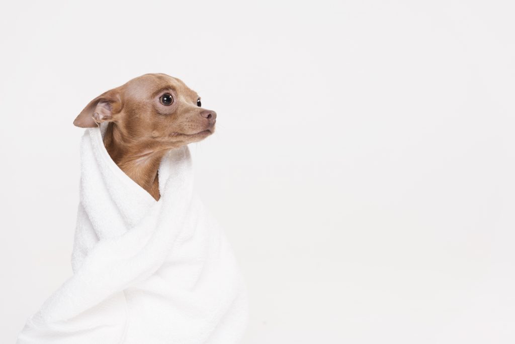 cute small dog sitting towel 1