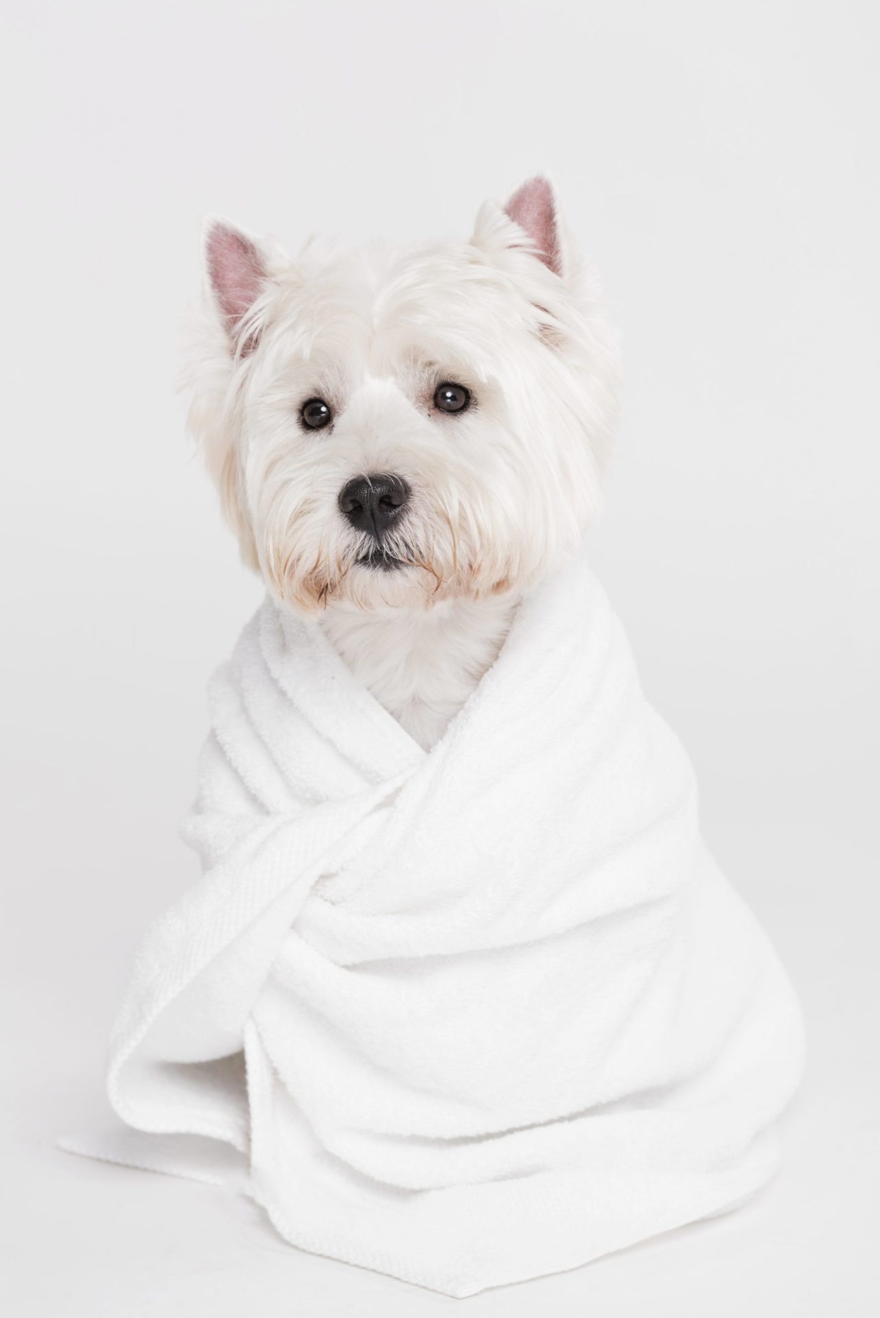 cute small dog sitting towel scaled